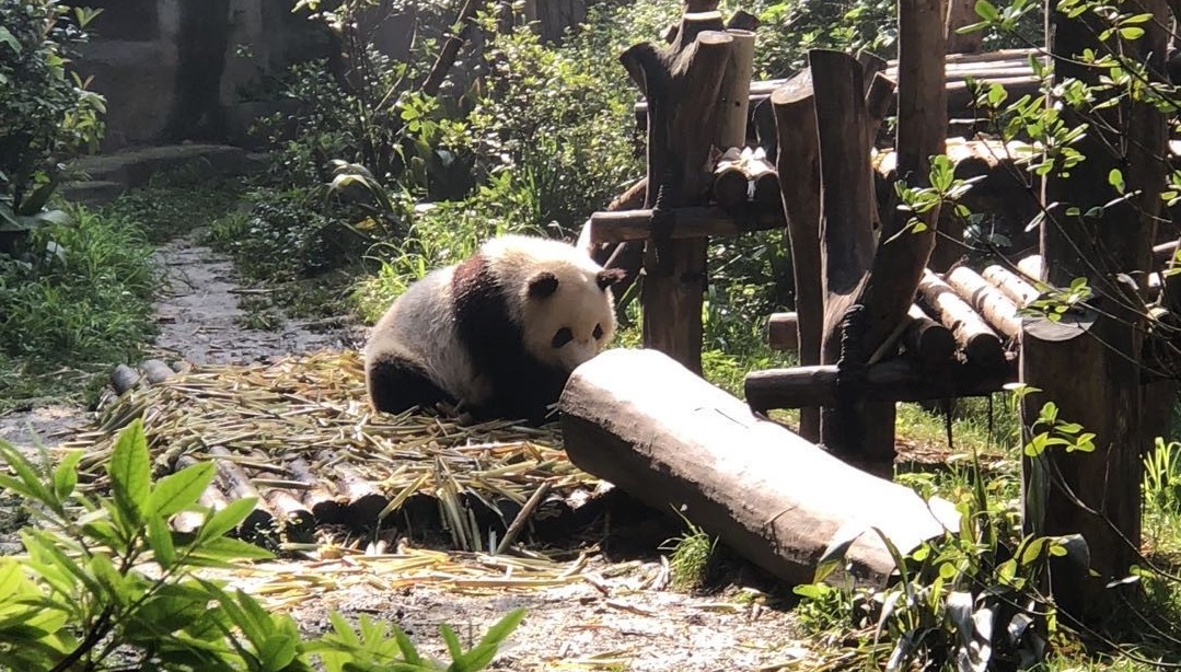 成都，成都