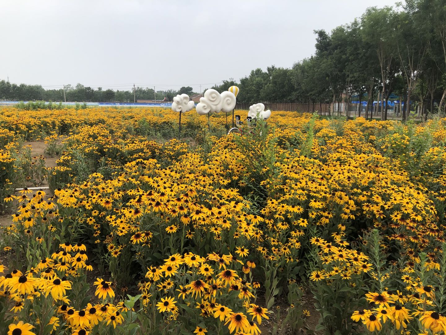 南宫五洲植物园